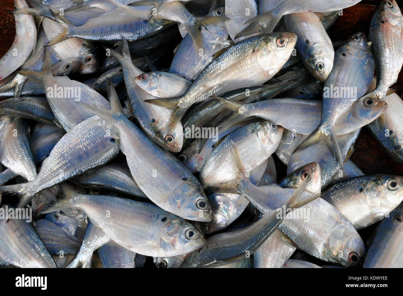 Petit poisson argenté et fraîchement pêchés, vendus par la mer dans galle Sri lanka Banque D'Images