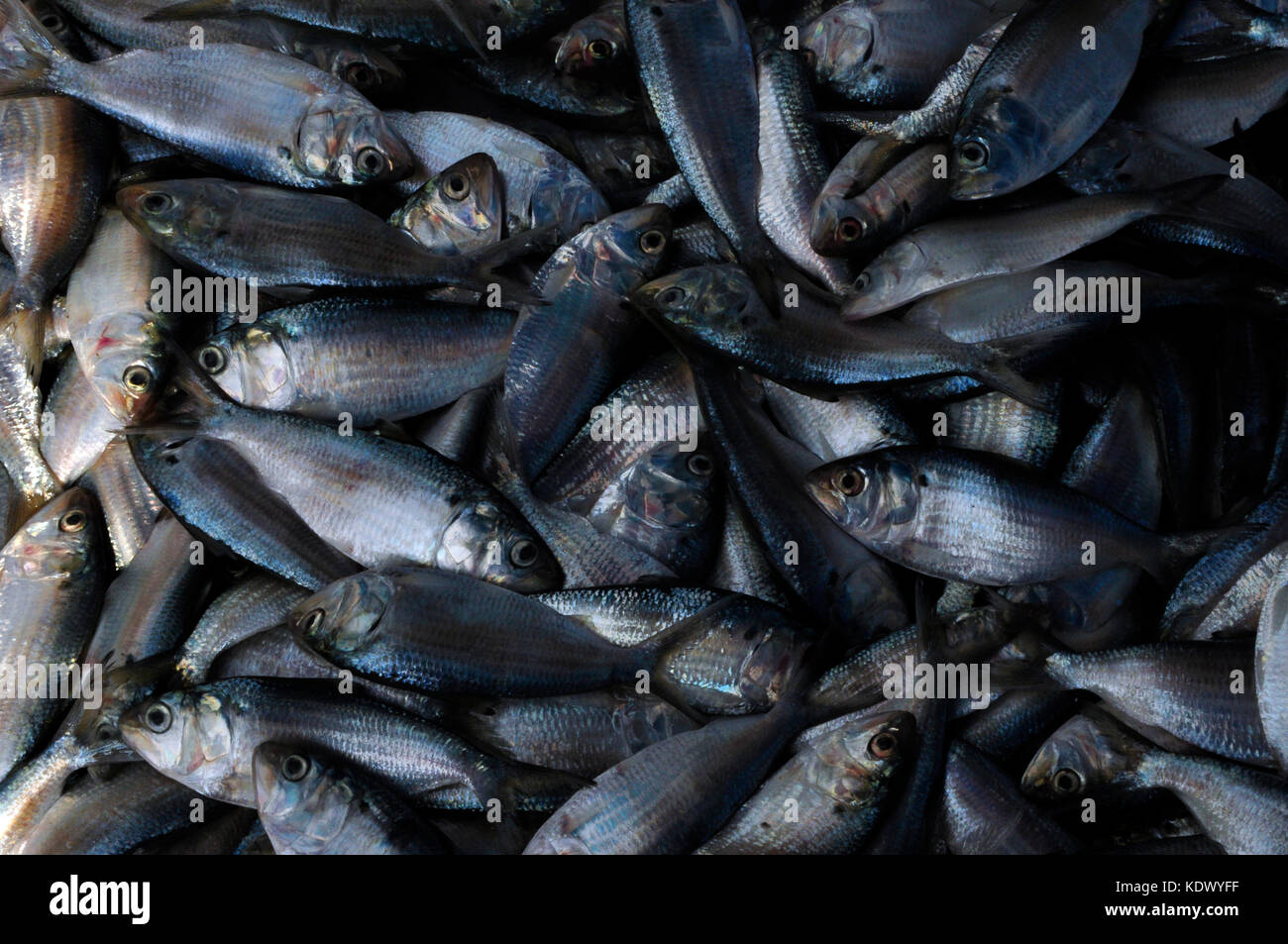 Petit poisson argenté et fraîchement pêchés, vendus par la mer dans galle Sri lanka Banque D'Images