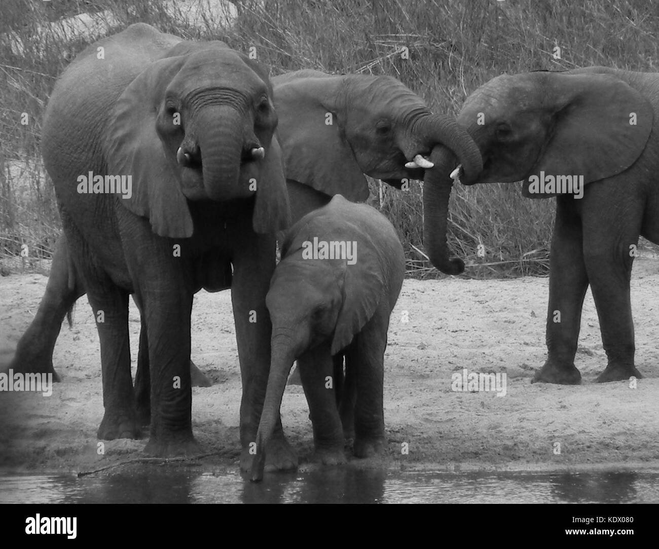 La famille de l'éléphant de boire et jouer, noir et blanc, Kruger National Park, Afrique du Sud Banque D'Images