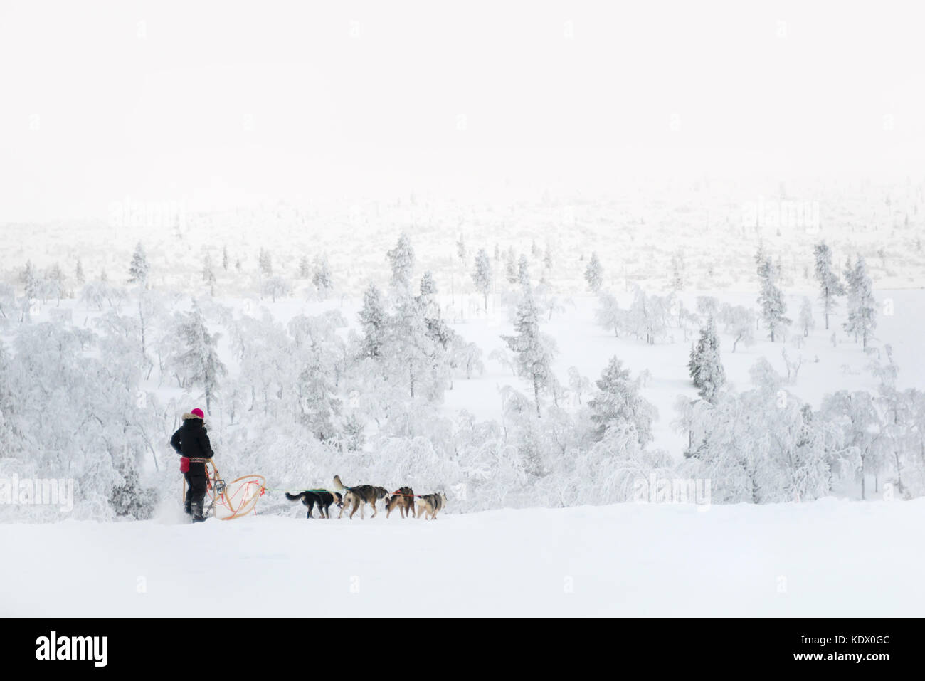 Traîneau à chiens husky en Laponie, Finlande Banque D'Images