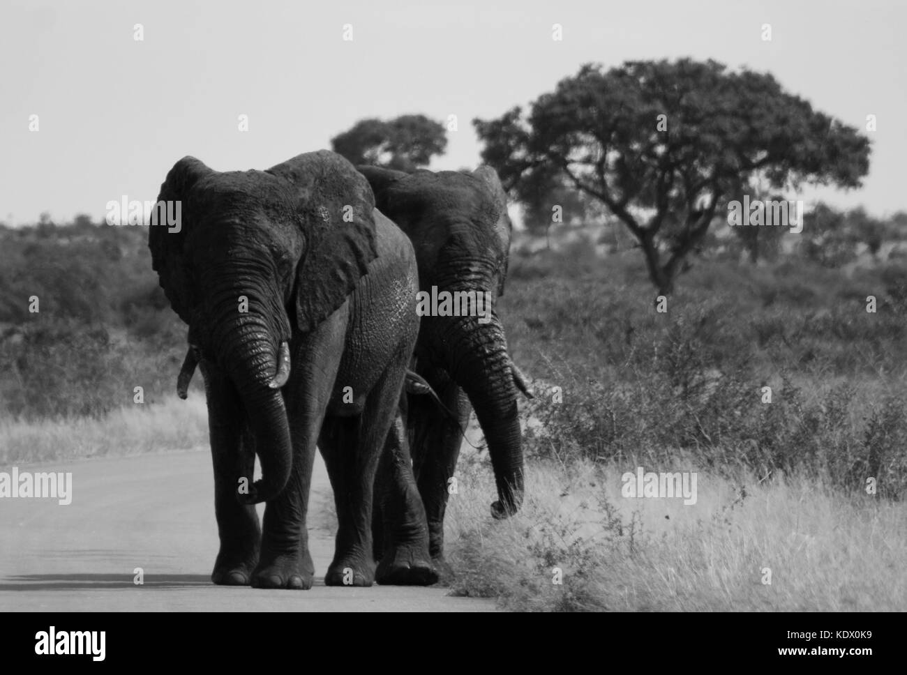 Taureaux éléphants walking down road, noir et blanc, Kruger National Park, Afrique du Sud Banque D'Images