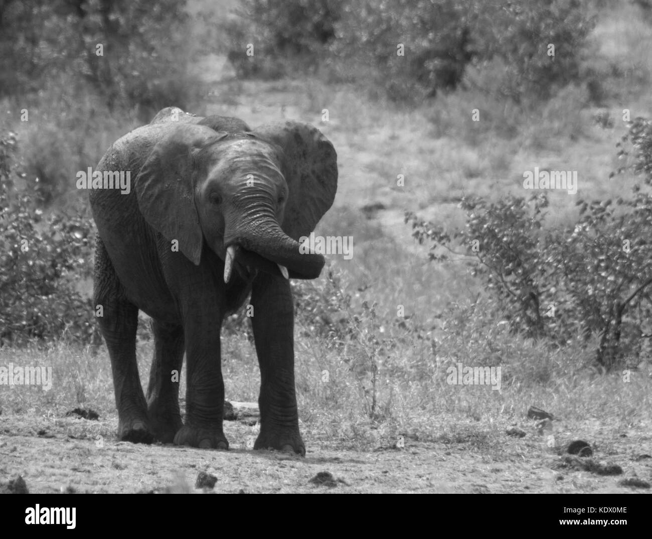 Jouer avec l'éléphant tronc, noir et blanc, Kruger National Park, Afrique du Sud Banque D'Images