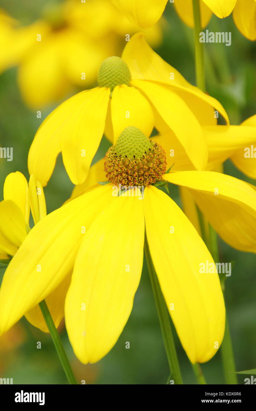 Rudbeckia laciniata Rudbeckia herbstsonne, également appelé soleil d'automne, d'échinacée, en pleine floraison dans un jardin anglais à la fin de l'été,UK Banque D'Images