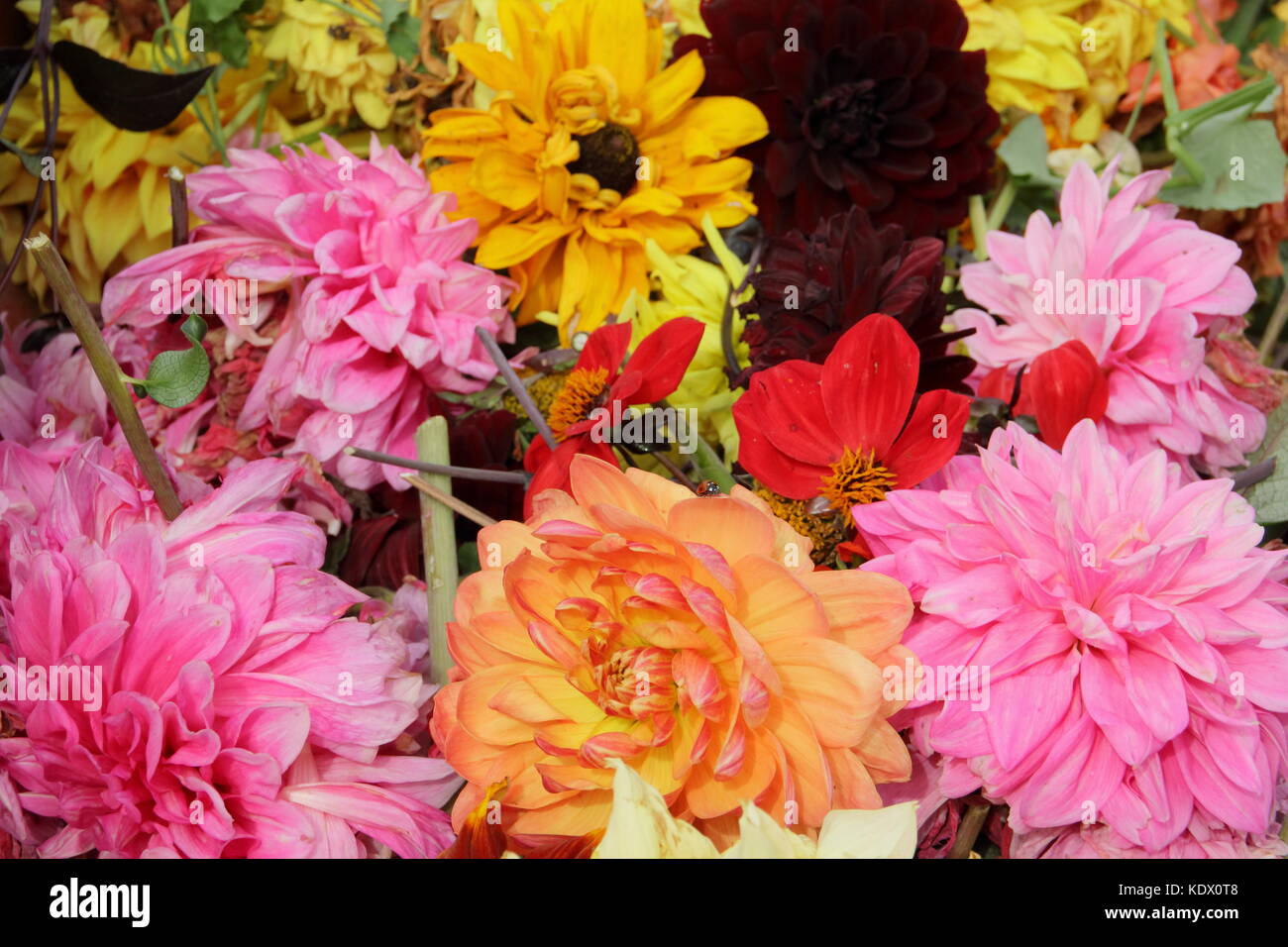 Vient buter des fleurs de dahlia, enlevé pour promouvoir la floraison continue Banque D'Images
