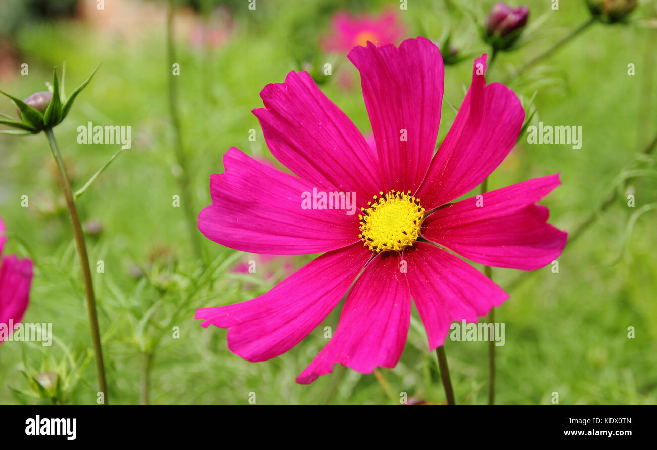 Cosmos bipinnatus 'Dazzler' en pleine floraison dans un jardin anglais border en été Banque D'Images
