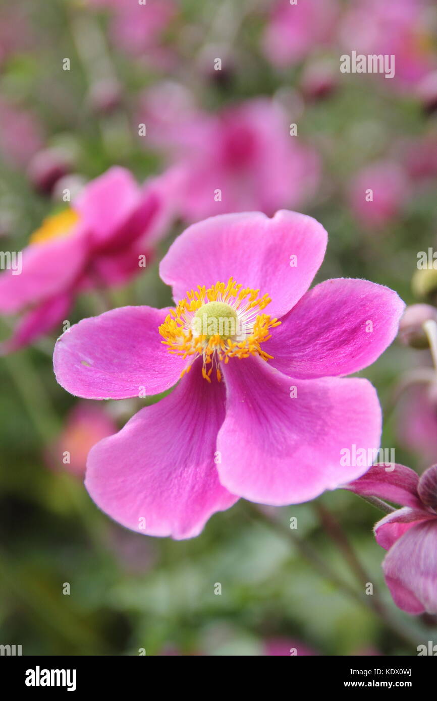 Anemone Hadspen', 'abondance anémone japonaise, la floraison dans la frontière d'un jardin anglais, à la fin de l'été, UK Banque D'Images