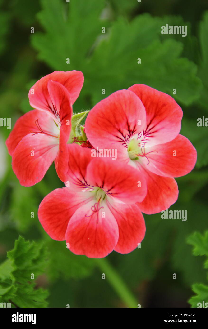 Pelargonium 'Madame Nonin', une plante aromatique parfois appelé géranium parfumées, en pleine floraison dans un jardin contenant à la fin de l'été,UK Banque D'Images