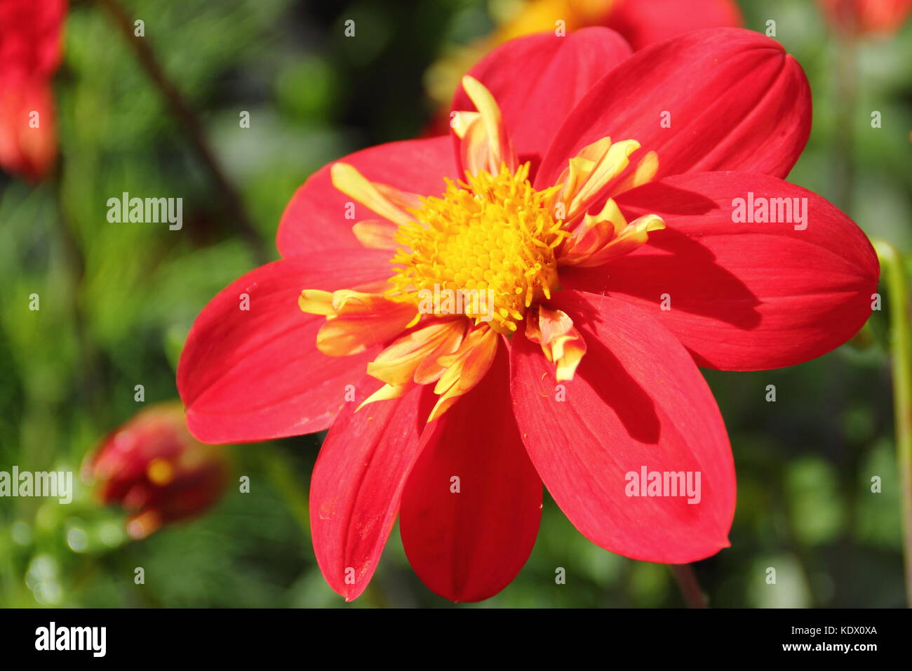 Dahlia 'Ann Breckenfelder', un type de collerette dahlia, en pleine floraison dans un jardin anglais border à la fin de l'été Banque D'Images