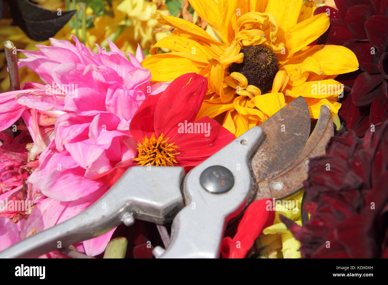 Vient buter des fleurs de dahlia, enlevé avec des sécateurs pour promouvoir la floraison continuelle dans un jardin anglais à la fin de l'été Banque D'Images