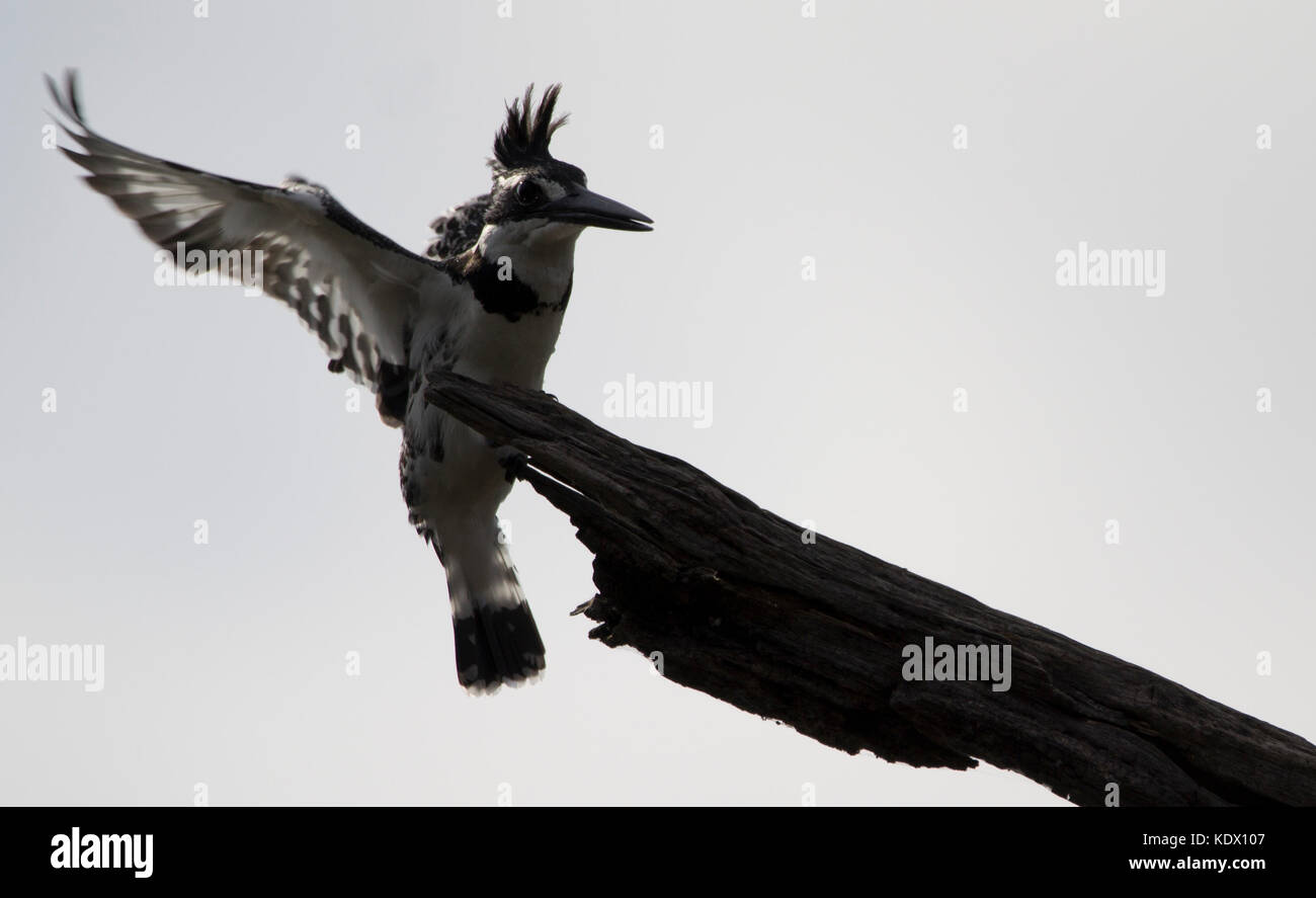 Pied kingfisher l'atterrissage dans le vent fort, Kruger National Park, Afrique du Sud Banque D'Images