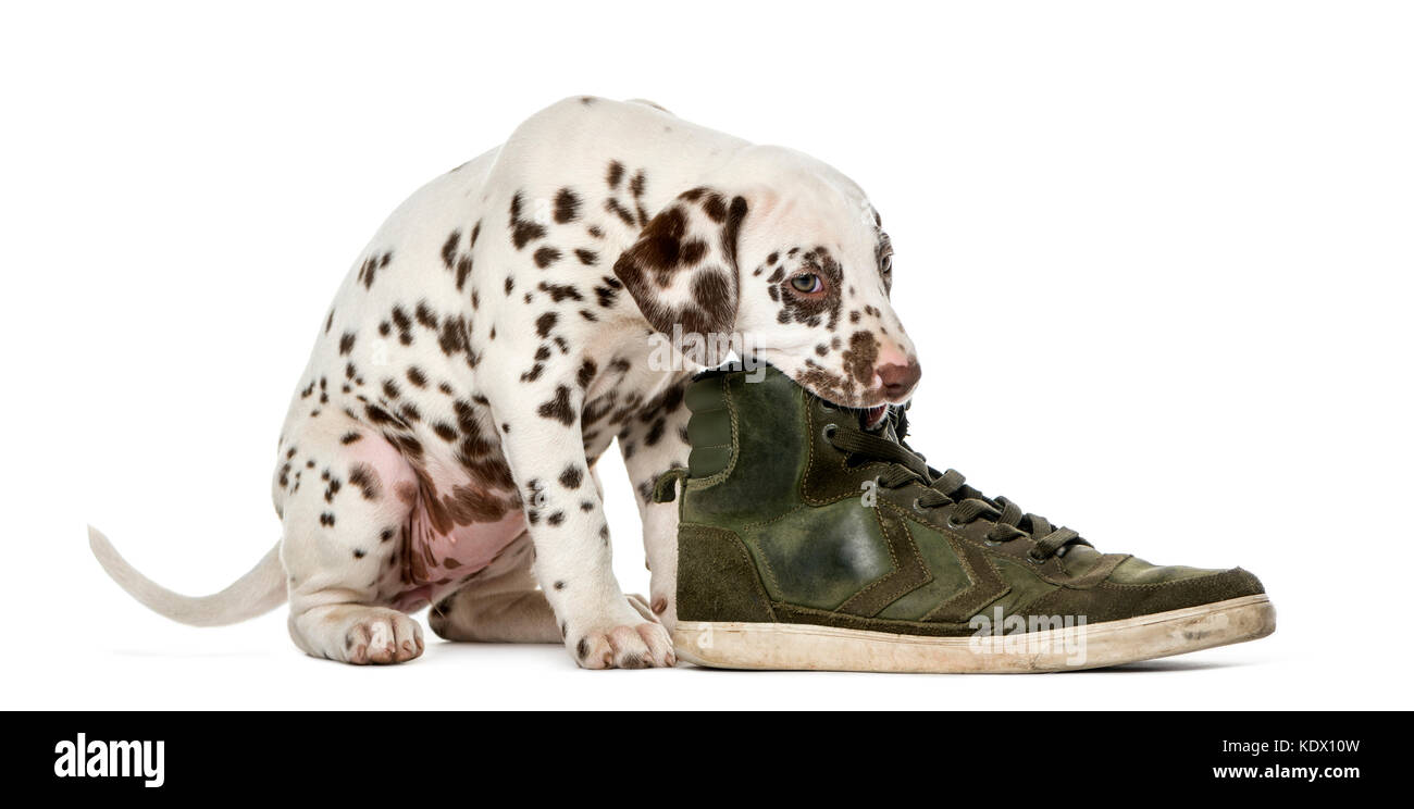 Chiot Dalmatien de mâcher une chaussure devant un fond blanc Banque D'Images