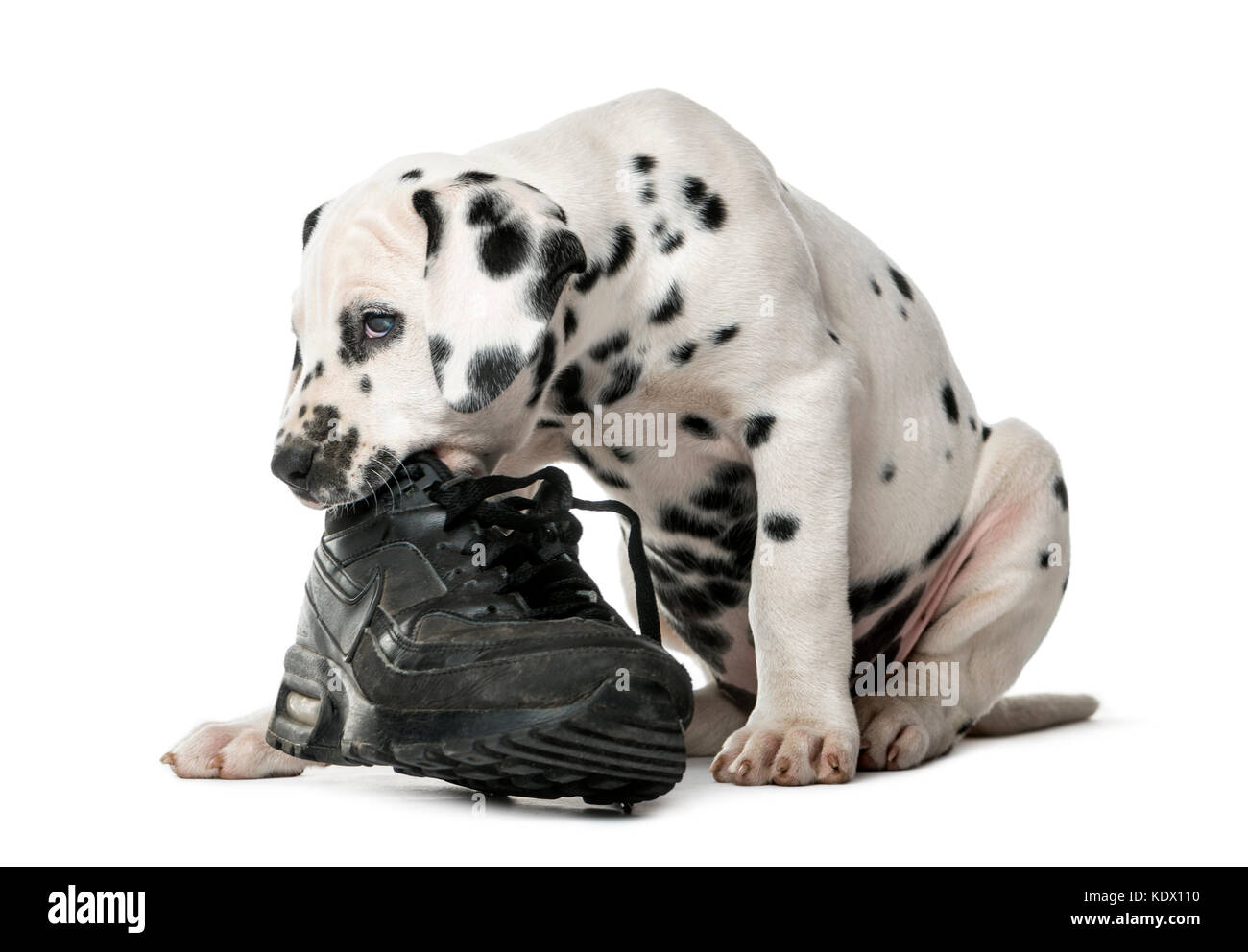 Chiot Dalmatien de mâcher une chaussure devant un fond blanc Banque D'Images