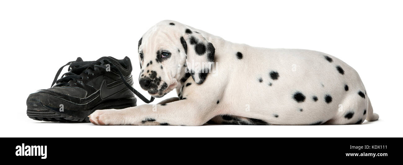 Chiot Dalmatien de mâcher une chaussure devant un fond blanc Banque D'Images