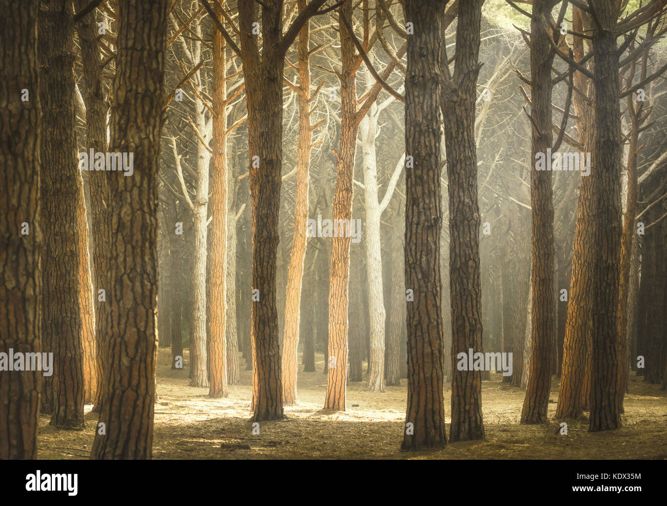 Pin maritime itaian forêt brumeuse ou pinède, Marina di cecina, maremme, toscane, italie. Banque D'Images