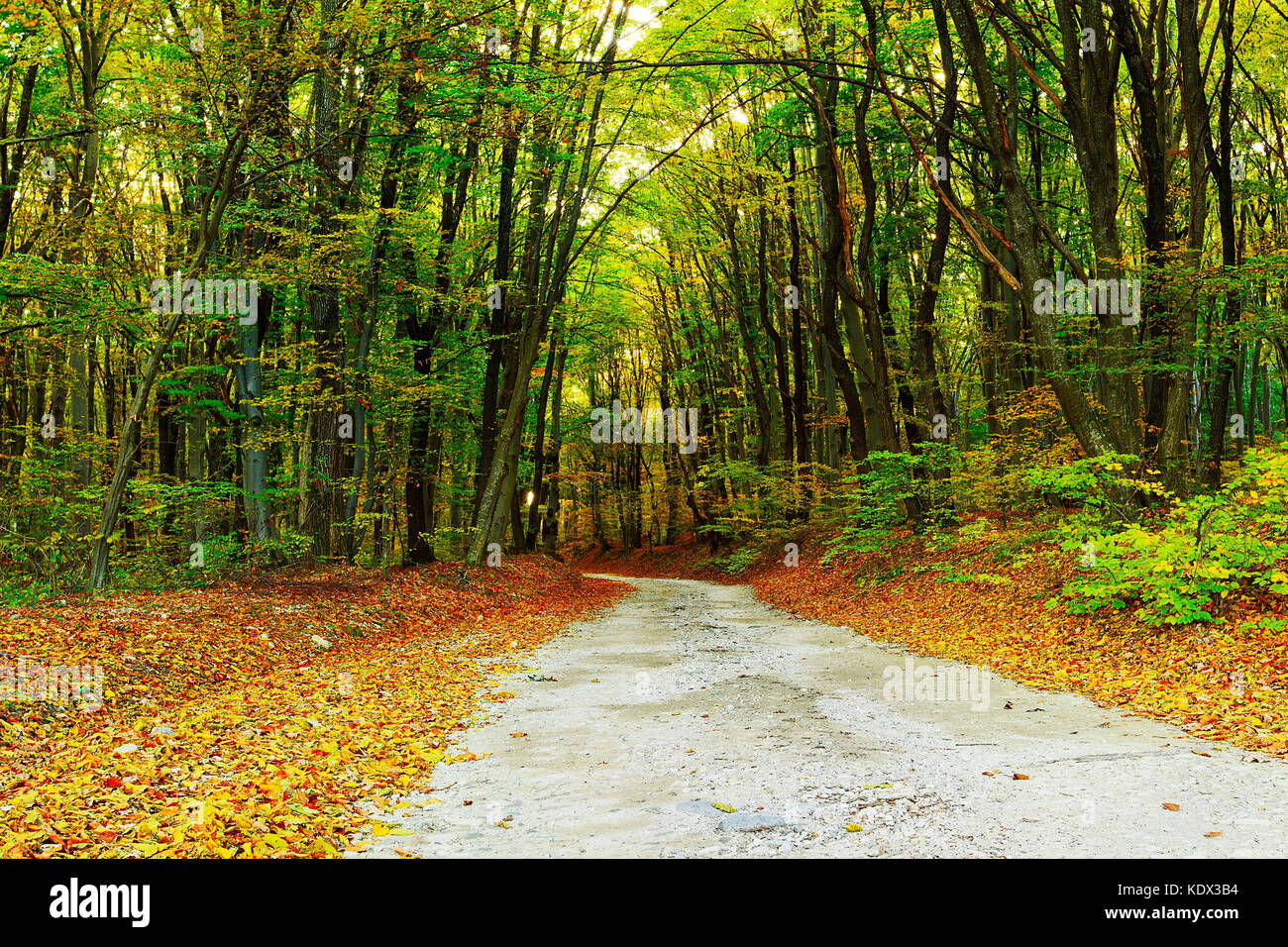 Road dans les bois en automne Banque D'Images