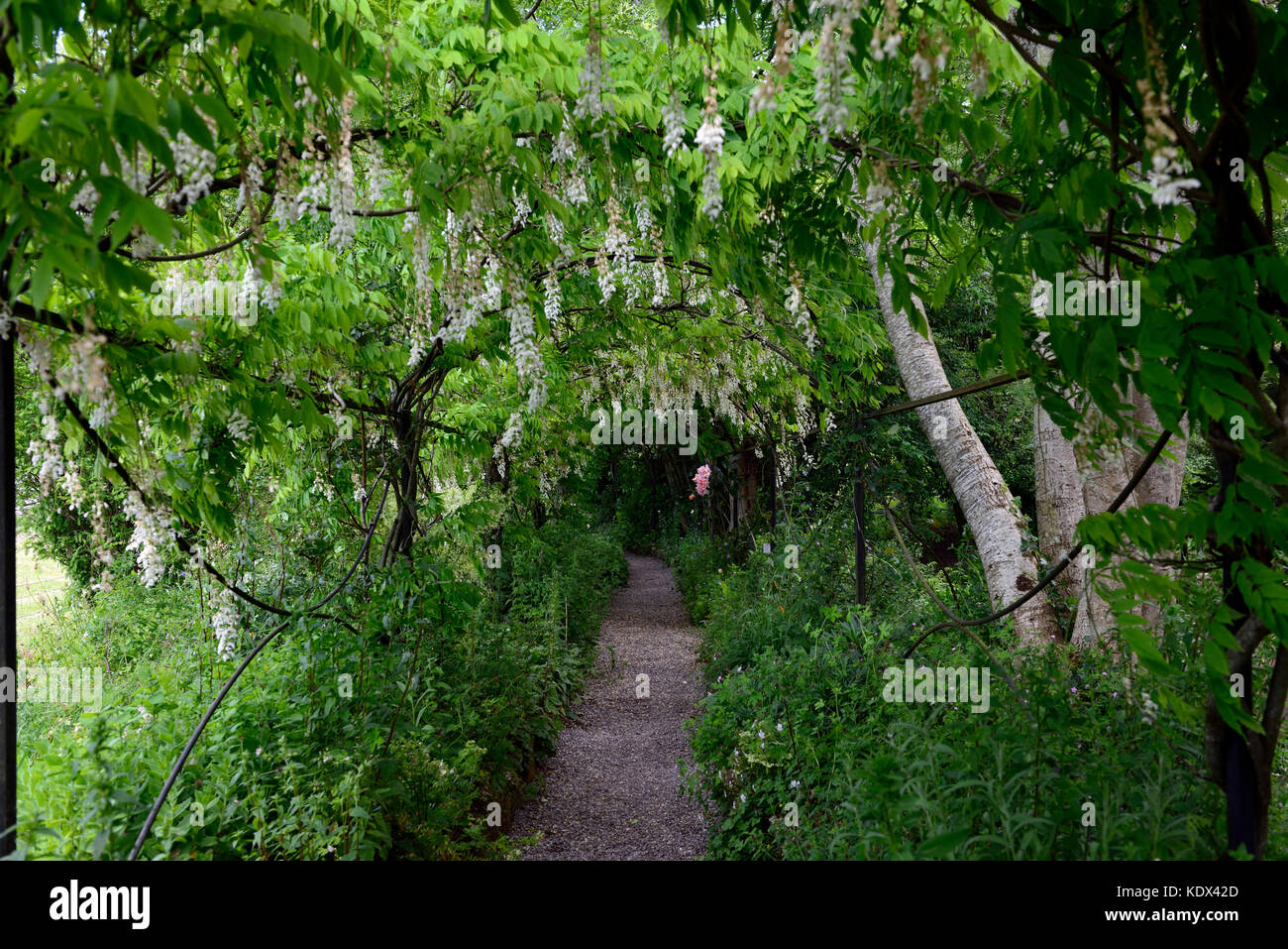 Wisteria sinensis, blanc, glycine de chine, fleur, fleurs, grappes, racèmes simples, couvrir, métal , arch, arqués, pergola, marche, chemin, tunnel, Passerelle, altamont Banque D'Images
