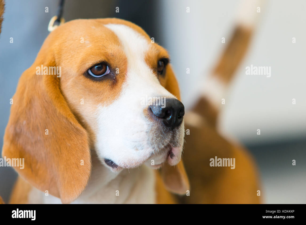 Beau portrait de face de profil. beagle dog Banque D'Images