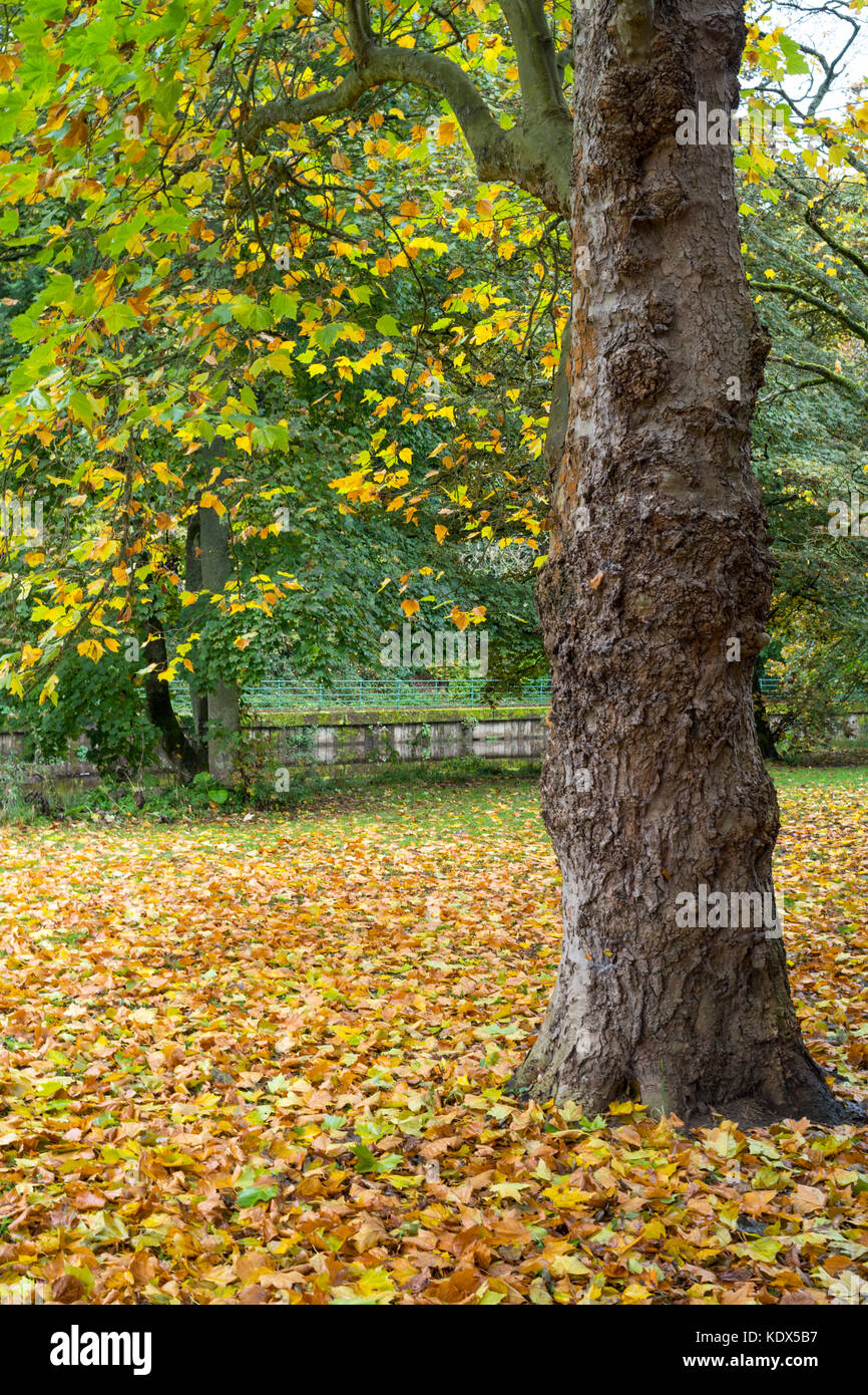 Un tapis de feuilles mortes, Morpeth, Northumberland, England, UK Banque D'Images