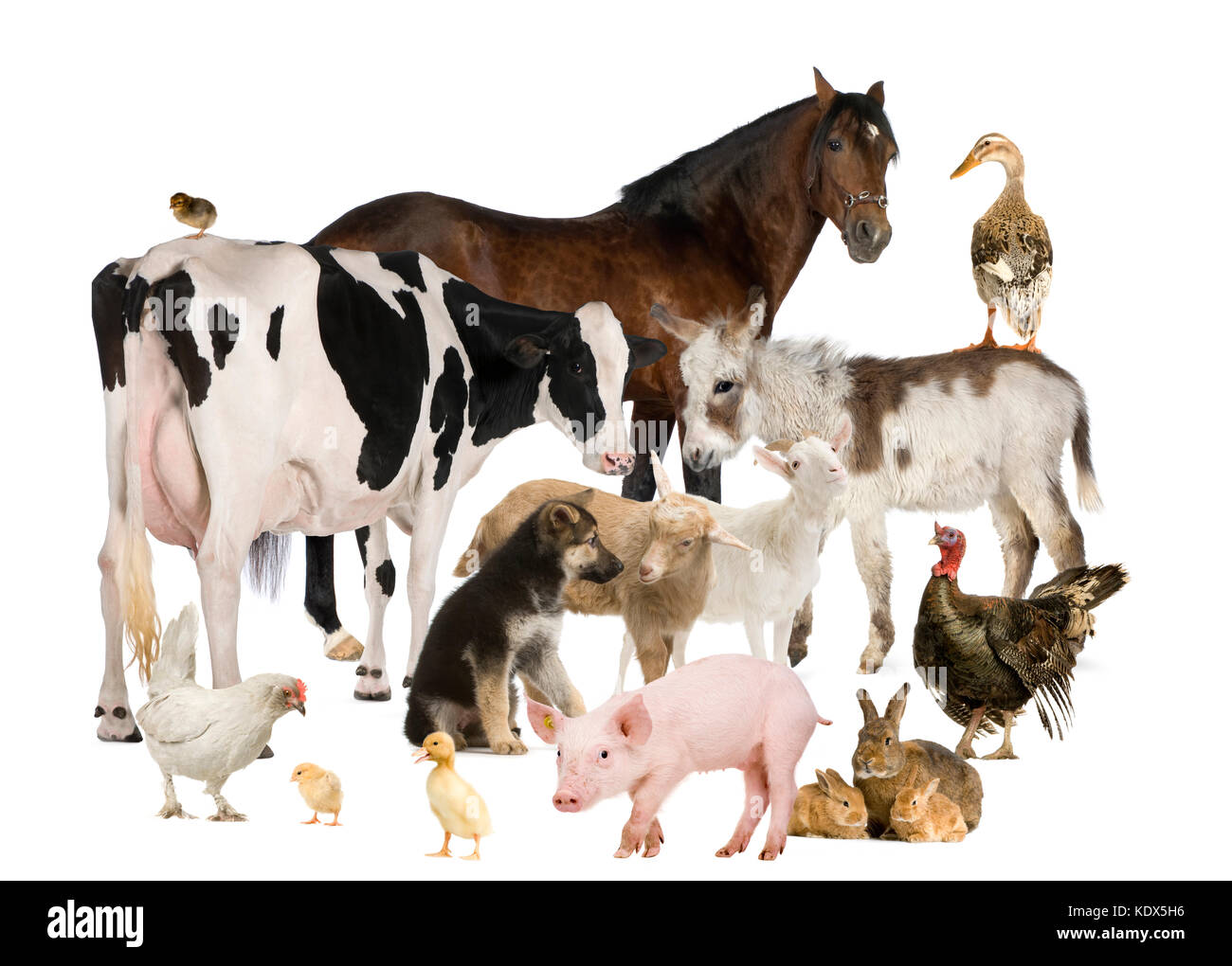 Groupe d'animaux de ferme : cheval, vache, cochon, chien, poule, Poussin, lapin, canard, dinde, âne Banque D'Images