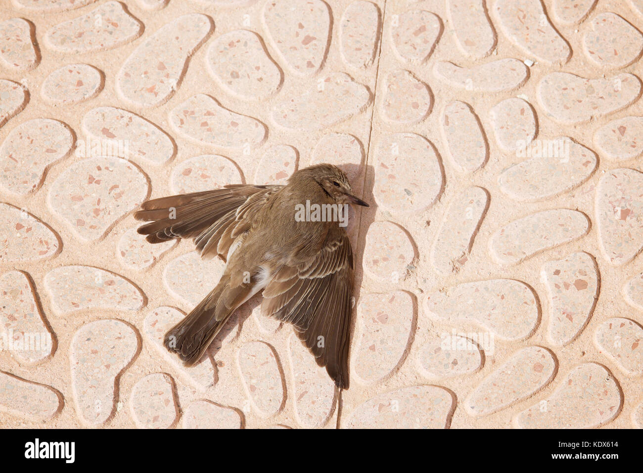 Oiseau mort sur une tuile de patio Banque D'Images