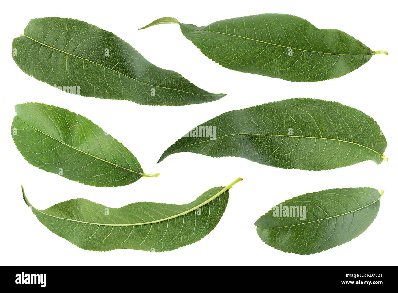 Feuille de pêcher ensemble isolé sur fond blanc Banque D'Images