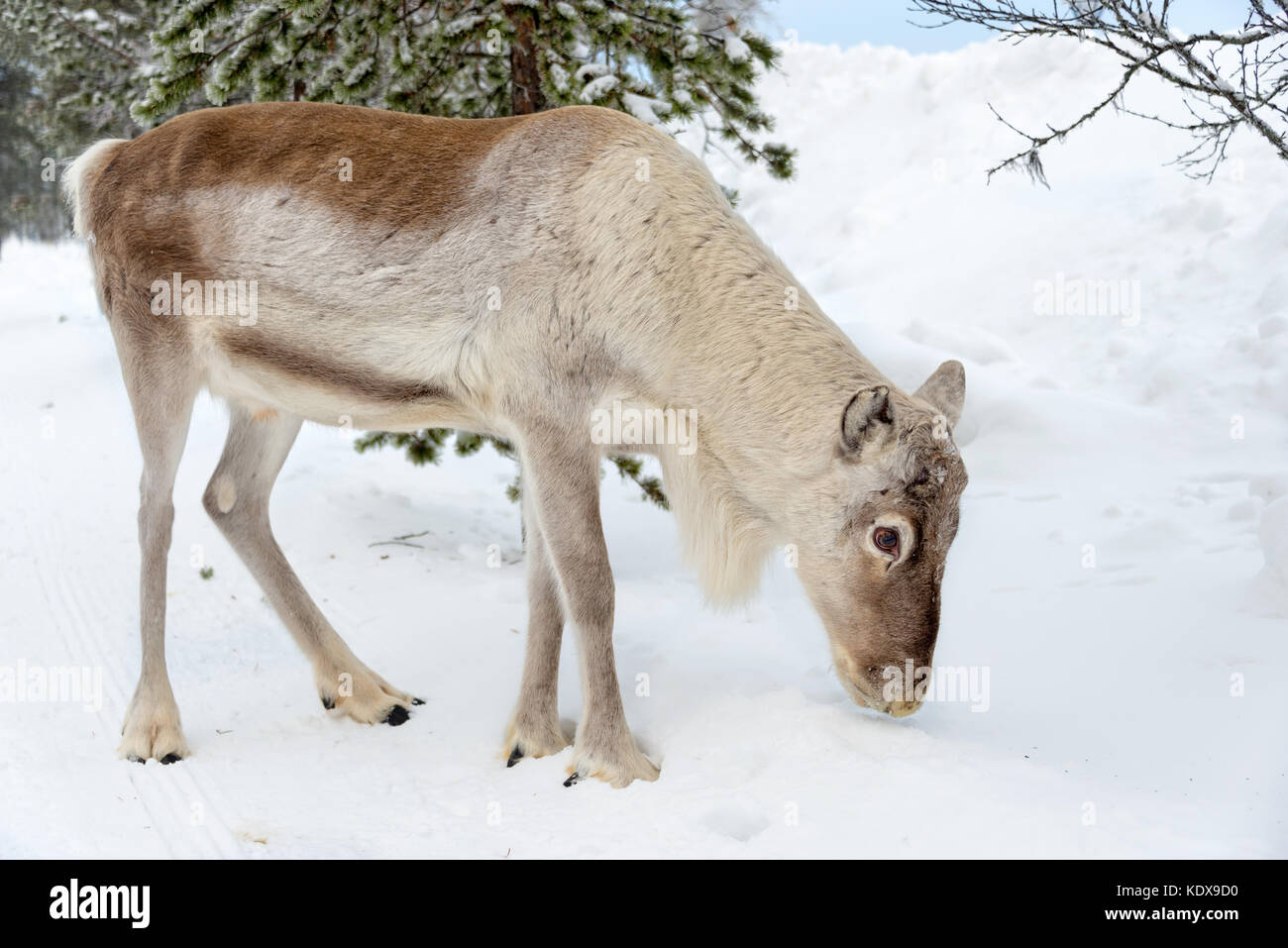 Les jeunes rennes dans la forêt en hiver, Laponie, Finlande Banque D'Images