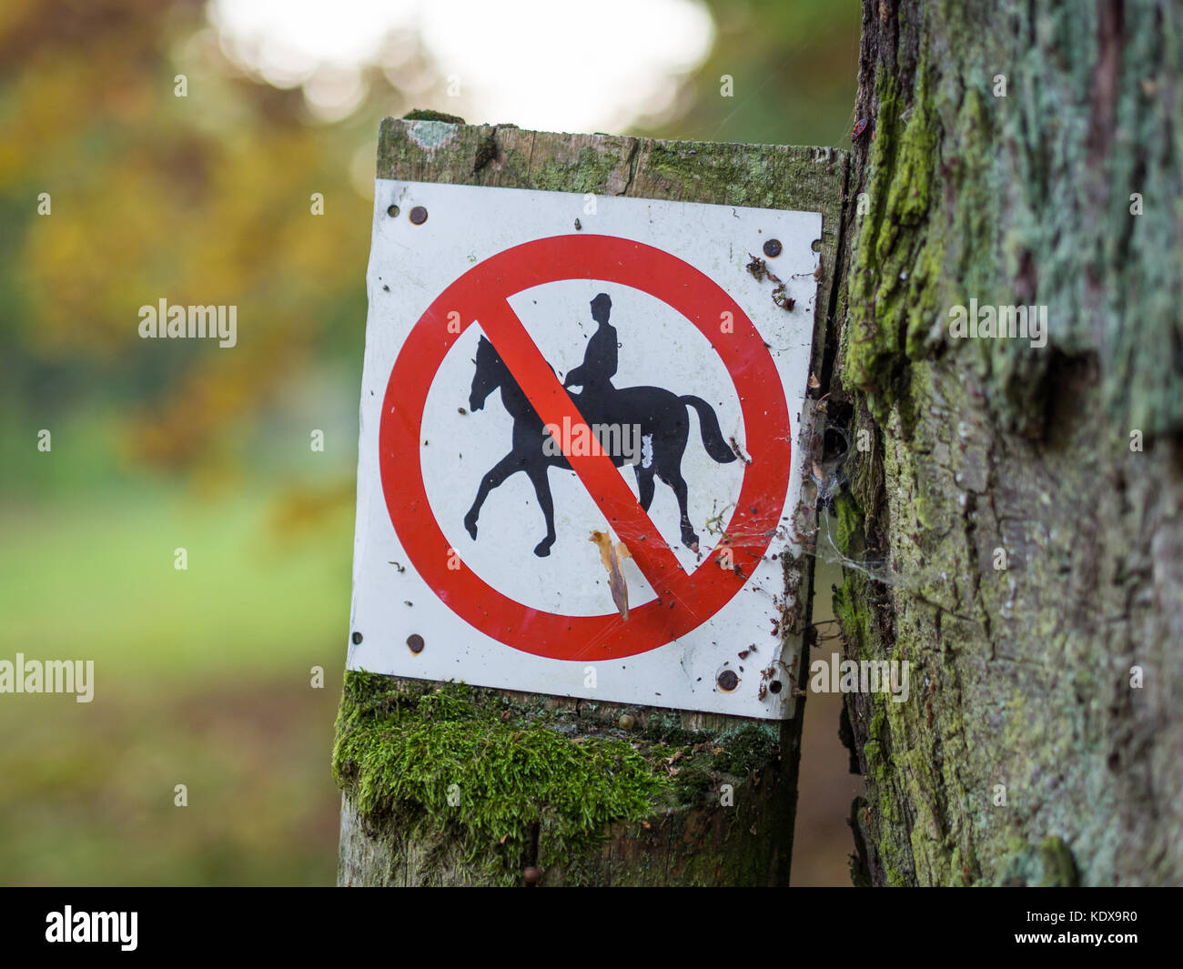 L'équitation est interdite ou signe interdit en noir, blanc, rouge dans la forêt près de Berlin, Allemagne Banque D'Images