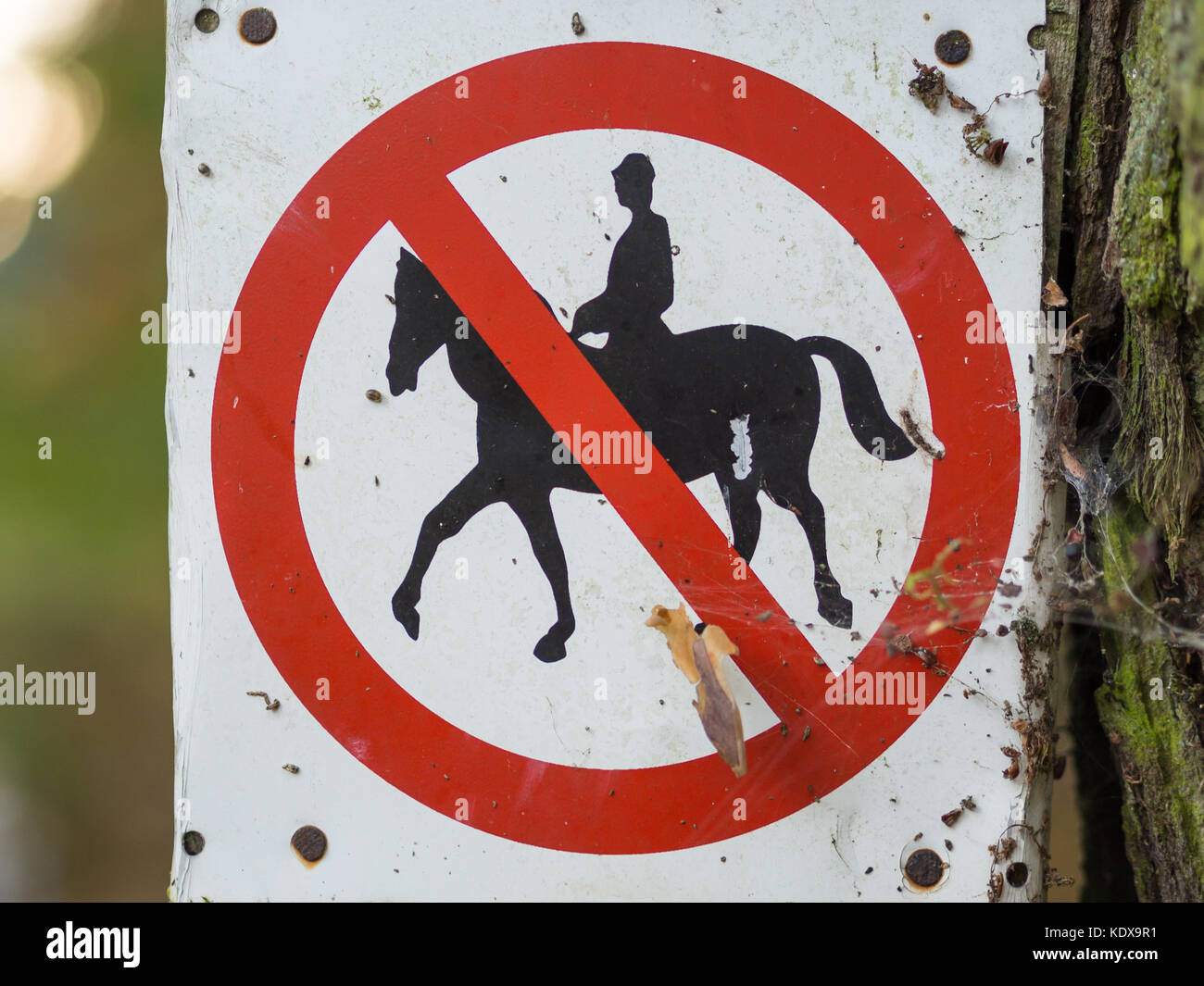 L'équitation est interdite ou signe interdit en noir, blanc, rouge dans la forêt près de Berlin, Allemagne Banque D'Images
