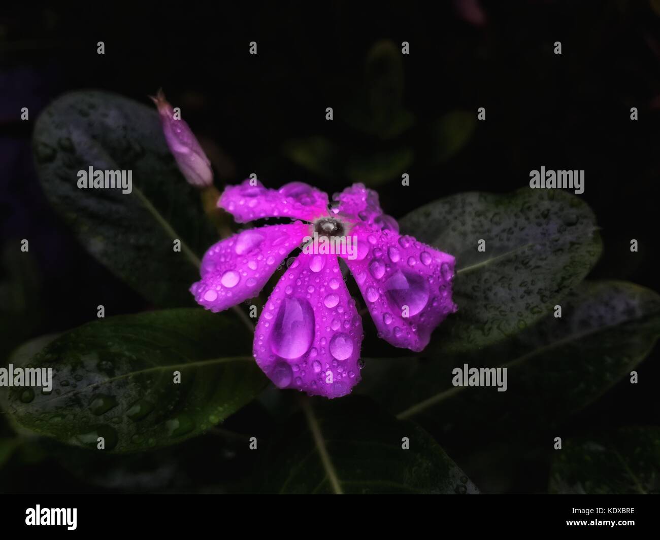 Fleurs périWinkle reflétées dans les gouttes de pluie gros plan Banque D'Images