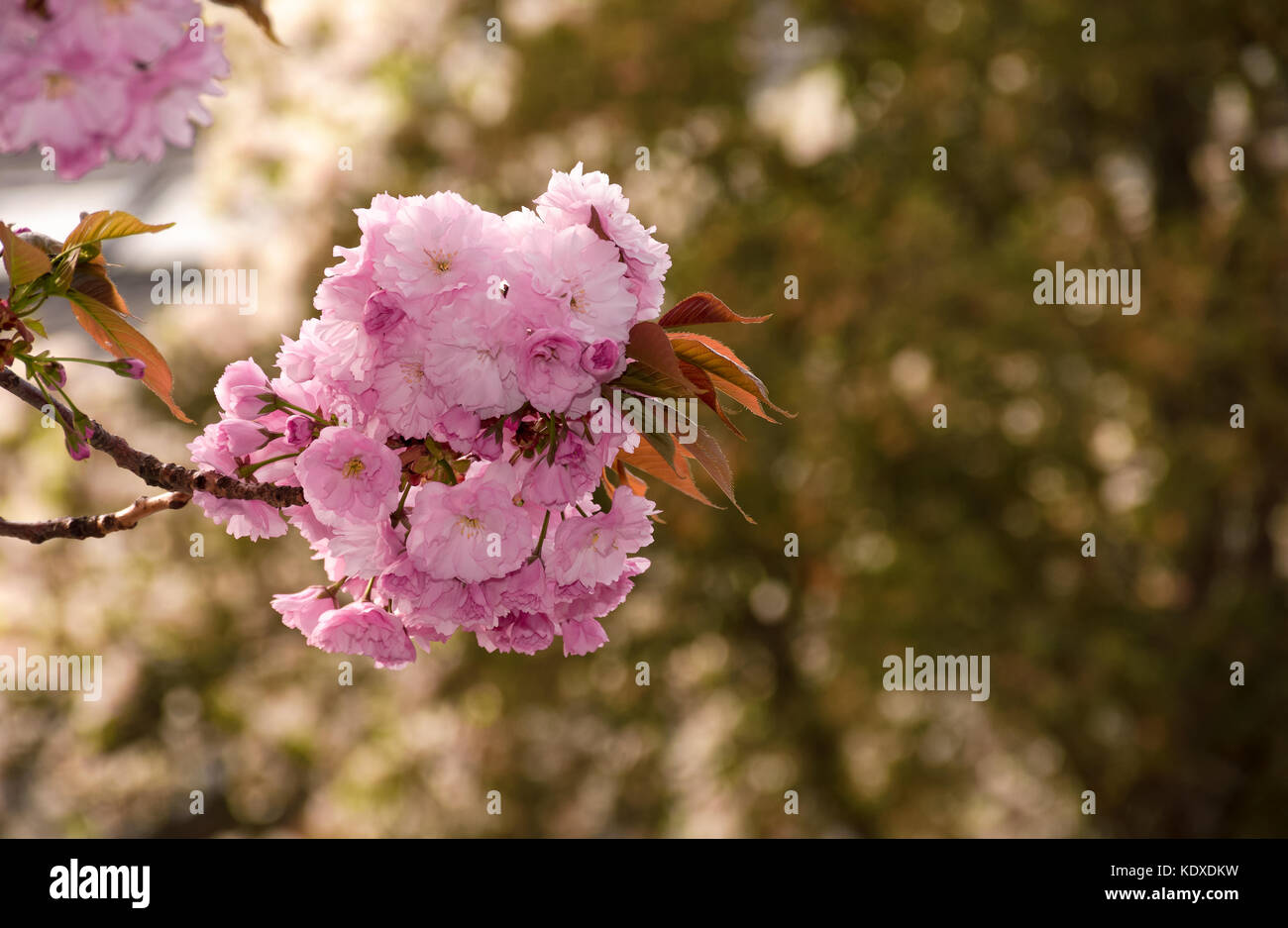 Belle rose avec fond printemps fleurs sakura libre sur une branche sur l'arrière-plan flou de jardin en fleurs au printemps Banque D'Images
