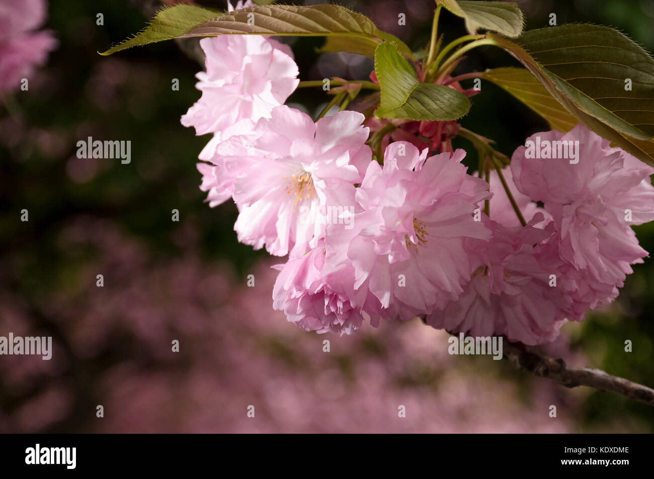 Beau fond printemps rose avec fleurs de cerisier japonais libre sur une branche sur l'arrière-plan flou de sakura en fleurs jardin Banque D'Images