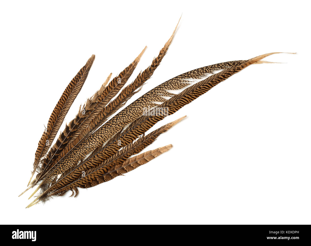 Vue de dessus de Pheasant tail feathers isolated on white Banque D'Images