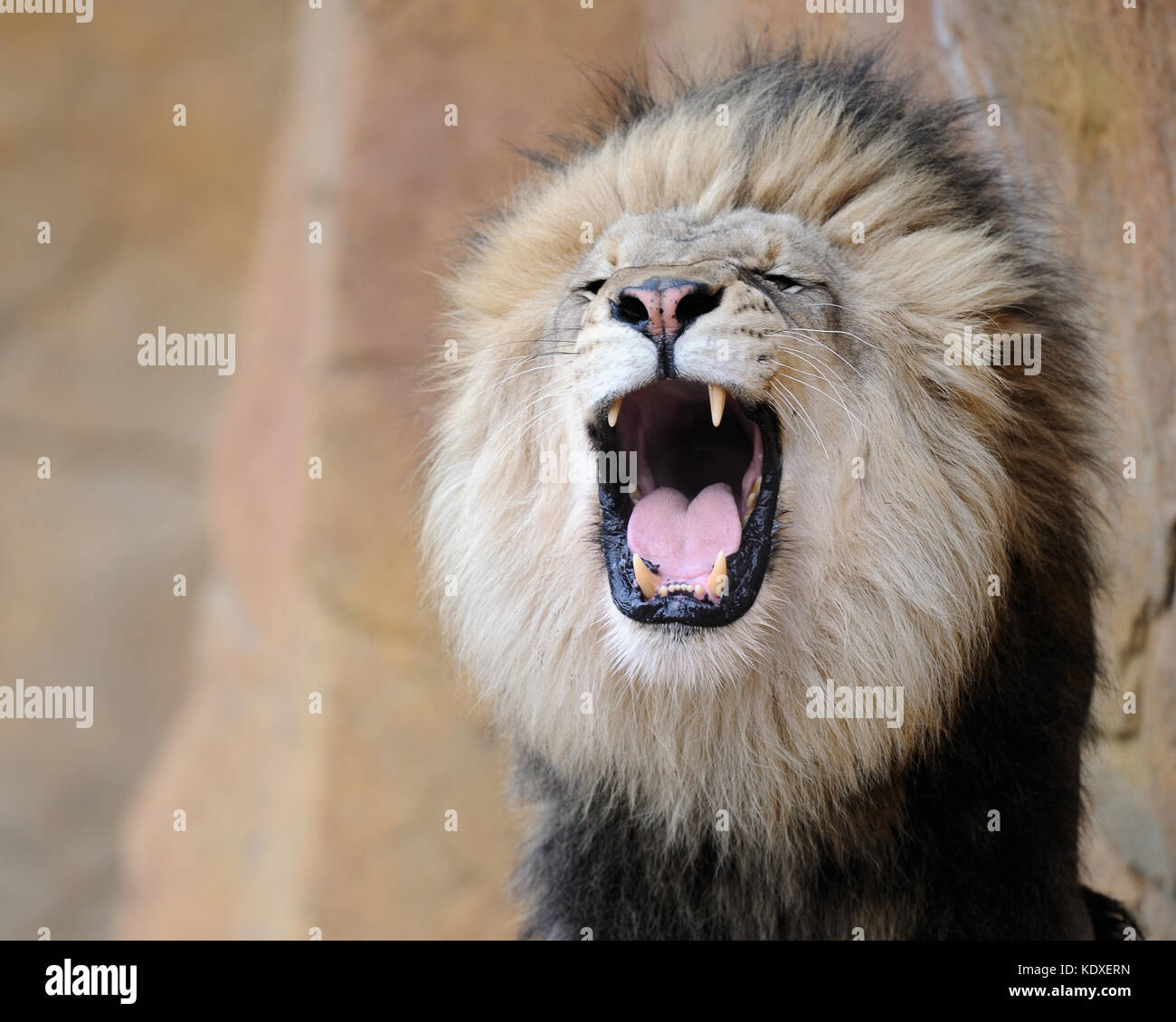 Homme african lion (Panthera leo) roaring Banque D'Images