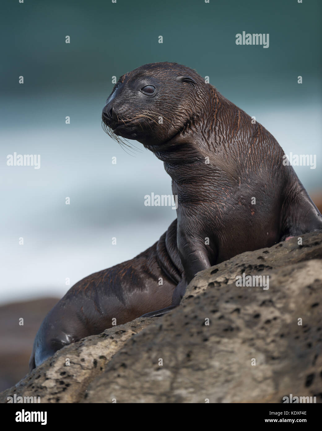Lion de mer sur les rochers à la Jolla Cove à La Jolla, Californie Banque D'Images