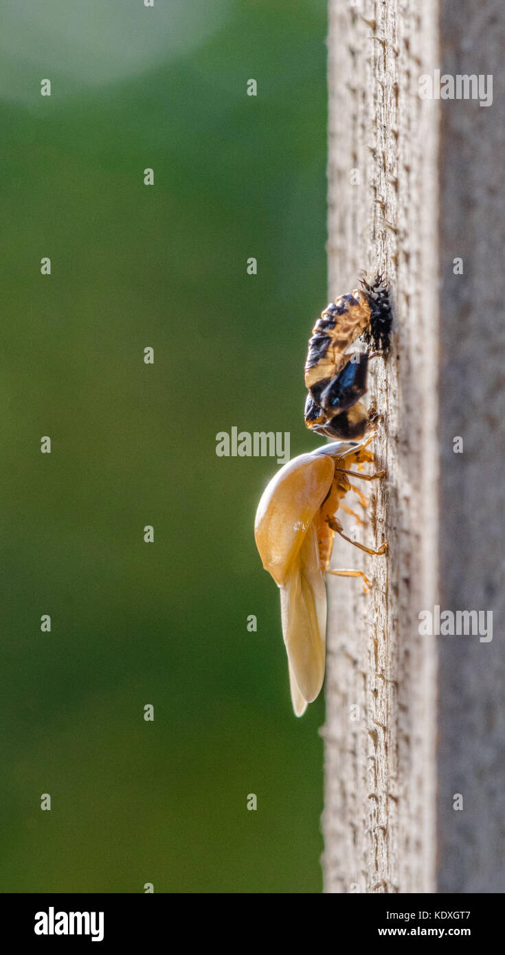 Séchage ladybird adultes son auto après avoir émergé de sa chrysalide. Banque D'Images