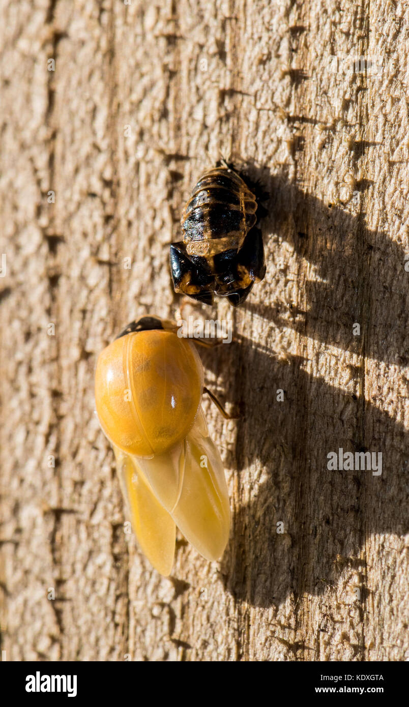 Séchage ladybird adultes son auto après avoir émergé de sa chrysalide. Banque D'Images