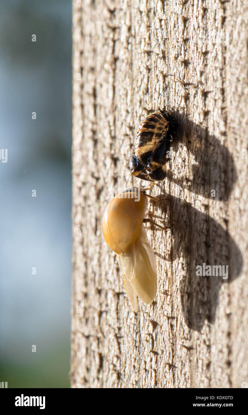 Séchage ladybird adultes son auto après avoir émergé de sa chrysalide. Banque D'Images