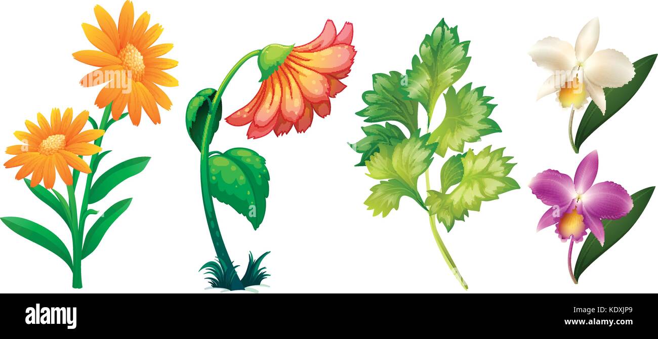 à La Recherche De Feuilles Amères Rame De 480 Feuilles Soie 75x50cm 21 Différents types de fleurs et de feuilles illustration Image