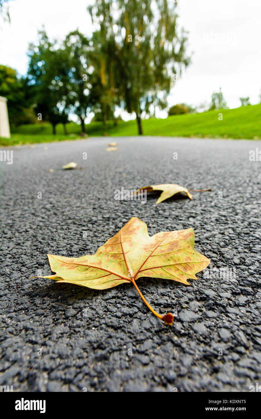 Des feuilles sèches sur la route. Vue rapprochée de feuilles d'érable mort couché sur une petite route de campagne avec un arrière-plan flou avec des arbres et des prairies. Banque D'Images