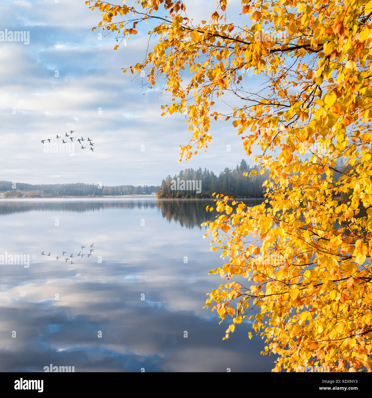 Laissant les oiseaux au sud avec paysage d'automne au matin en Finlande. Banque D'Images