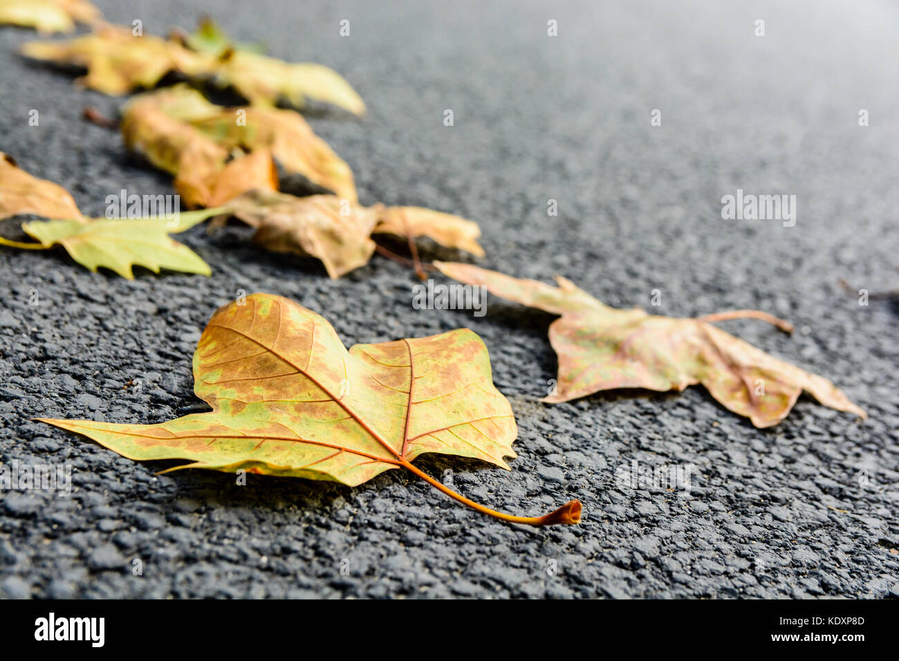 Des feuilles sèches sur la route. Vue rapprochée de feuilles d'érable mort couché sur une route asphaltée avec une faible profondeur de champ. Banque D'Images