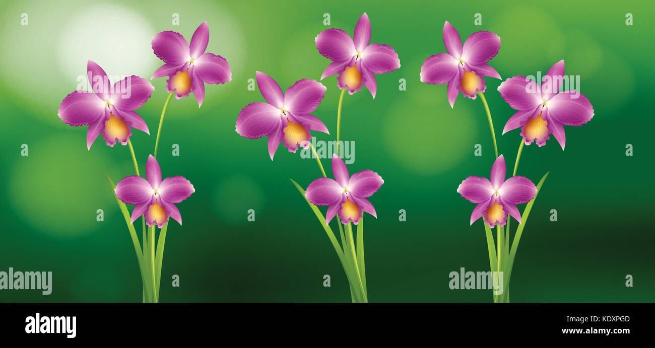 Orchidée pourpre au jardin illustration Illustration de Vecteur