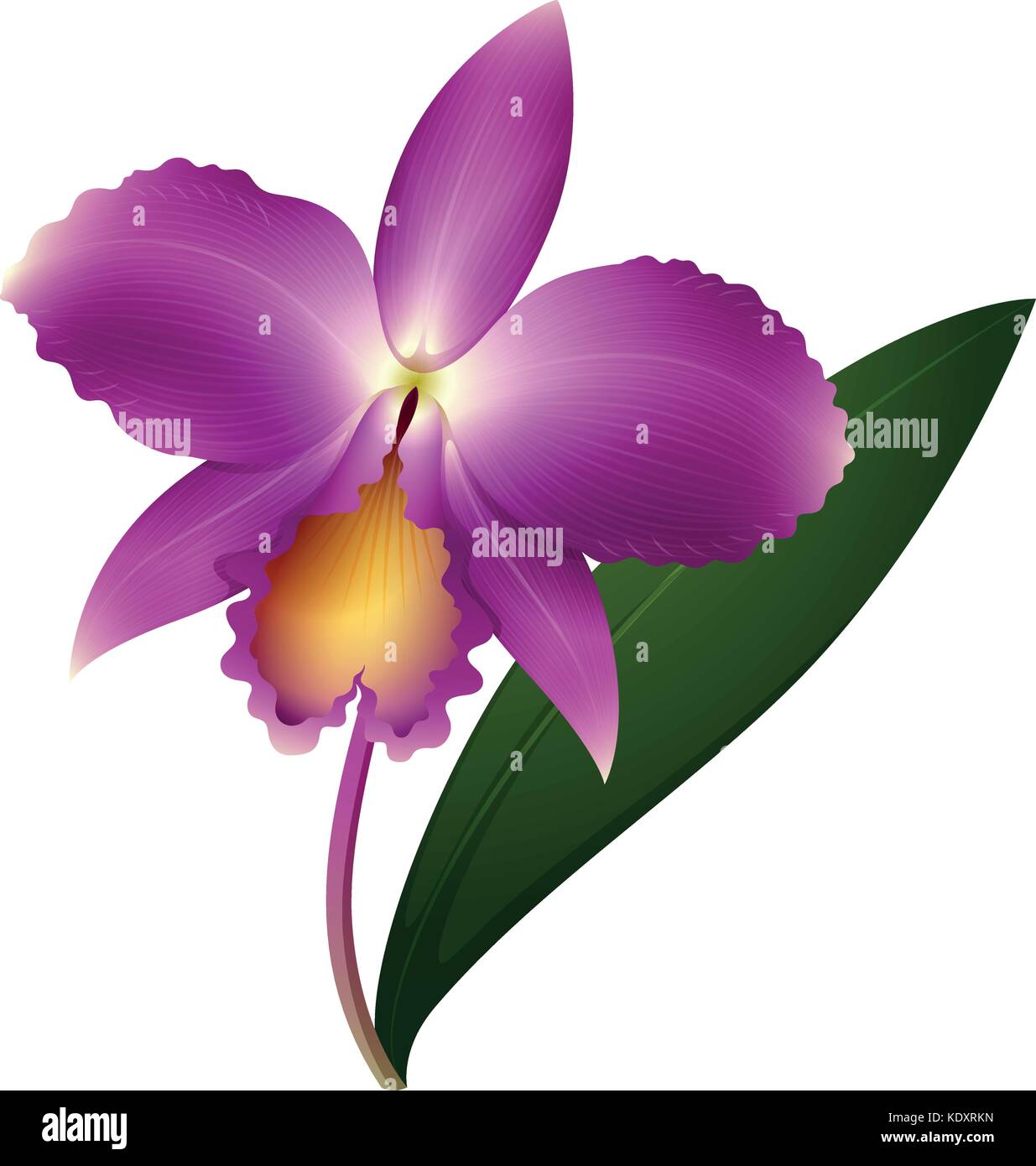 Orchidée pourpre avec illustration feuille verte Illustration de Vecteur