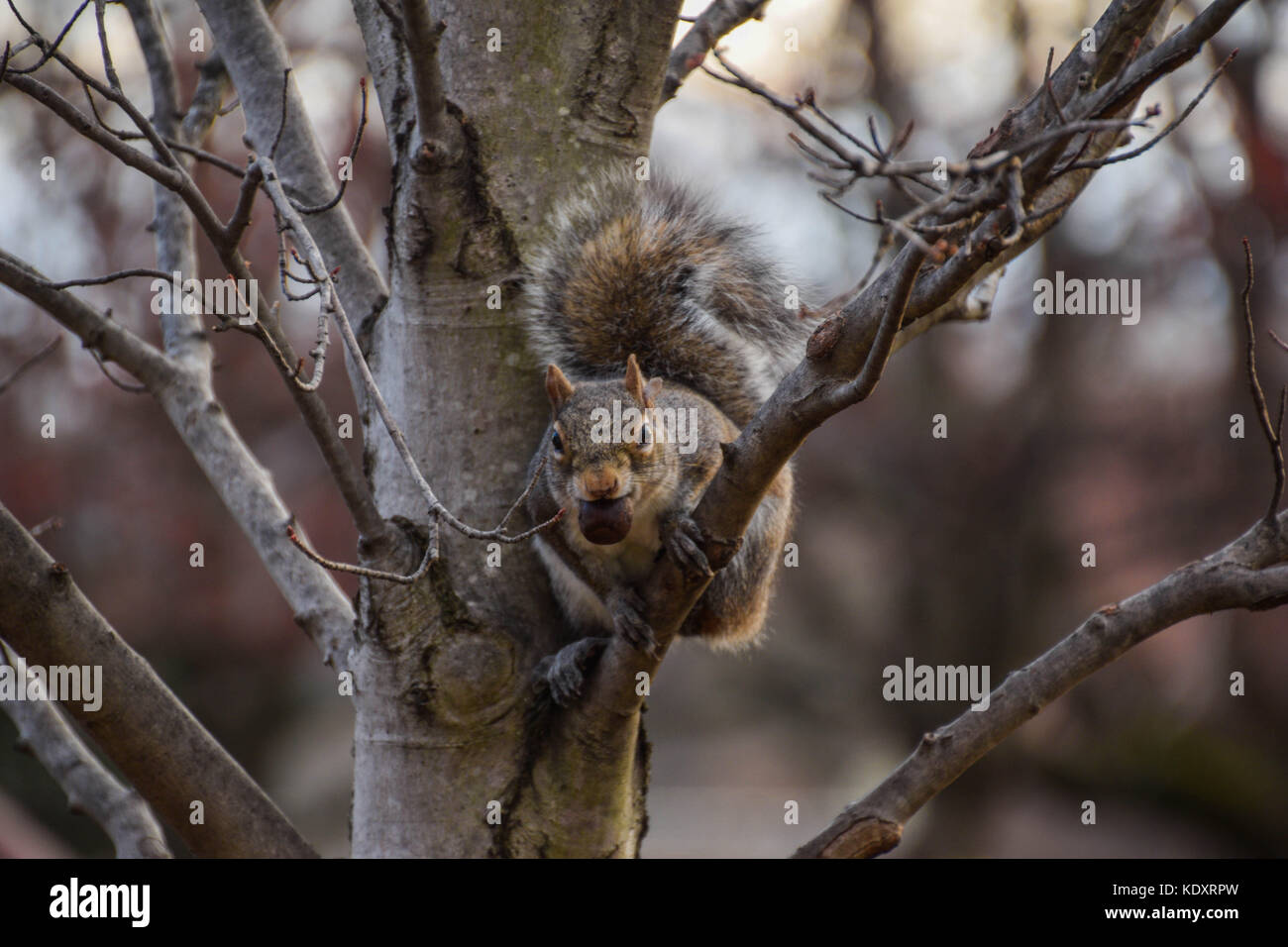 Écureuil dans l'arbre avec écrou en bouche Banque D'Images