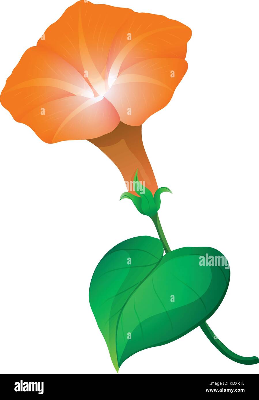 Gloire du matin fleur en couleur orange illustration Illustration de Vecteur