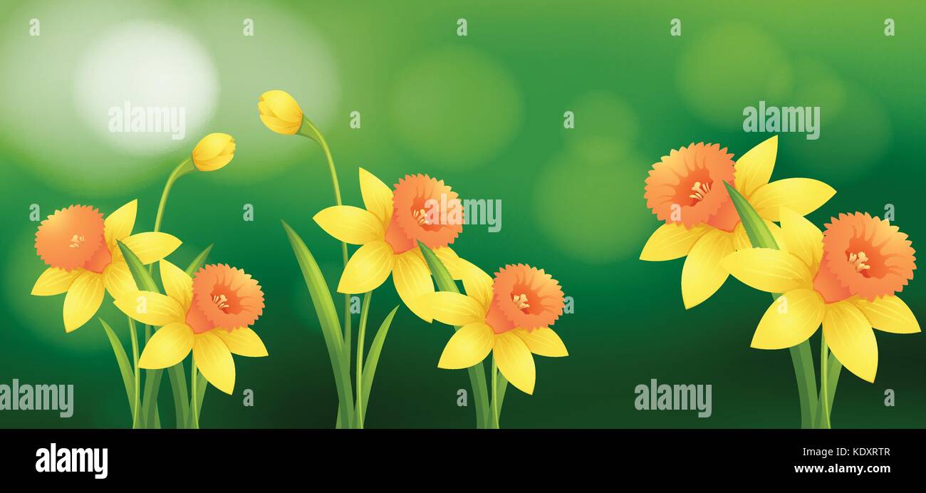 Fleurs de la jonquille avec blur background illustration Illustration de Vecteur