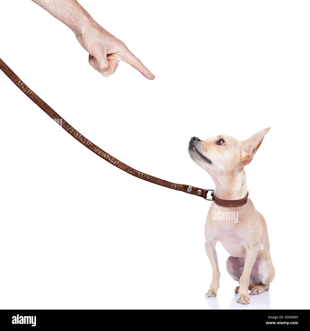 Chihuahua chien prêt pour une promenade avec le propriétaire , puni par le propriétaire Banque D'Images