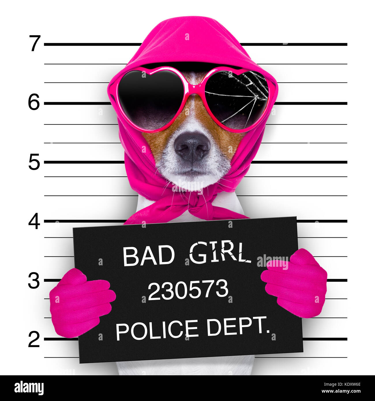Diva lady girl chien posant pour une belle, électroniques comme un criminel et voleur avec lunettes cassées et foulard Banque D'Images