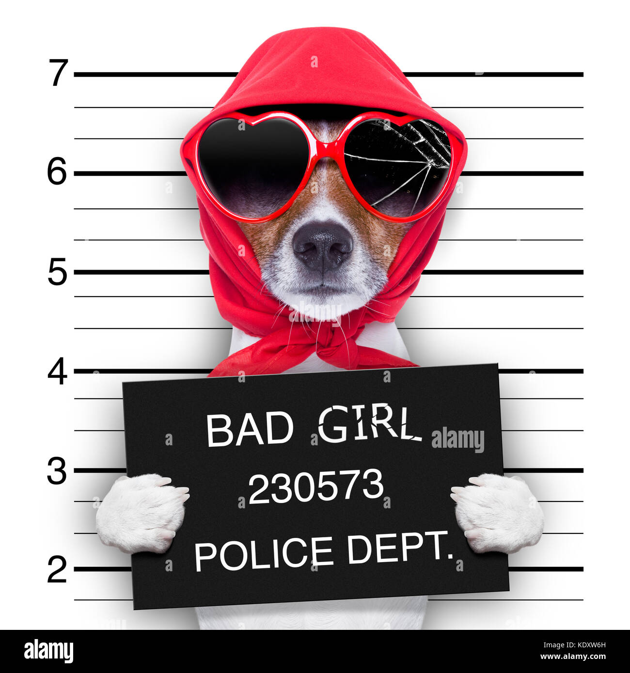 Diva lady chien posant pour une jolie électroniques Banque D'Images