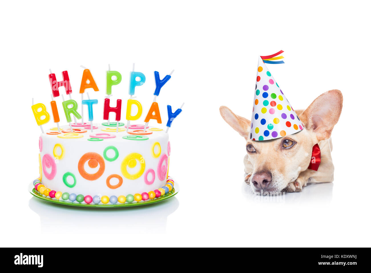 Chihuahua dog faim pour un joyeux anniversaire gâteau avec bougies ,portant  cravate rouge et party hat , isolé sur fond blanc Photo Stock - Alamy